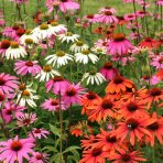 Echinacea purpurová (Echinacea purpurea) ´CHEYENNE SPIRIT´® - kont. C2L